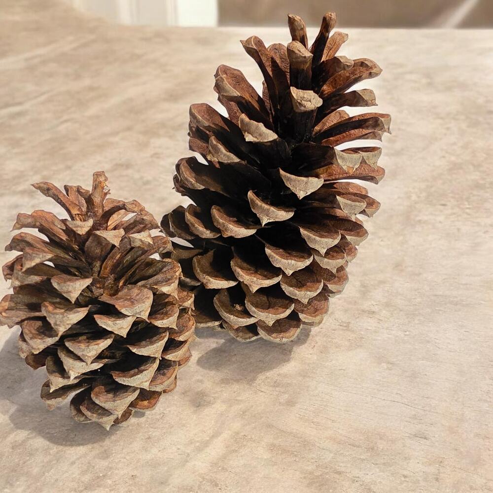 13 Longleaf Pinecones Crafting Home Decor 1.5"-2.75" tall 3.5"-2.5" Diameter Bag